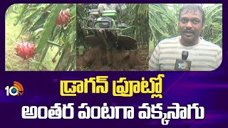 డ్రాగన్ ఫ్రూట్లో అంతర పంటగా వక్కసాగు | Arecanut | Intercropping in Dragon Fruit Farming