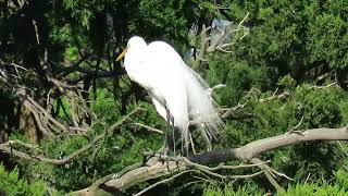 Great Egret Preening on Branch, Common Moorhens Calling, Ibis Pond Pinckney Island National Wildlife