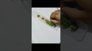 Epoxy resin book mark #epoxy #diy #bookmark #resin #camelliasinensis #evergreen#fenel @Shivamyam4