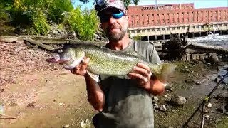 Monster Walleye On Cut Bait, Sauk Dam