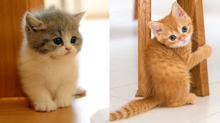 Cute Cat Funny Shorts Compilations 2022🤣|| Cat Videos😍🥰😘|| Funny Animals Part 249 || Piggi World