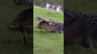 Crocodile vs. Turtle #shorts #ytshorts