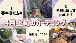 【pinoの庭】4月上旬のガーデニングvlog/春の植え込み・葉牡丹どうする・冬越し挿し芽のポット上げ・新芽が出たけれど！水仙の花後/#ガーデニング #ガーデニングブログ #小さなお庭