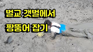 벌교 갯벌에서 짱뚱어와 게 잡기