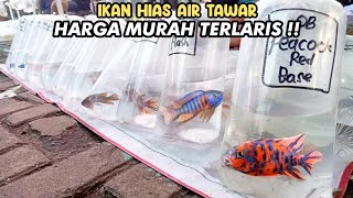 IKAN HIAS AIR TAWAR HARGA MURAH TERLARIS‼️PASAR IKAN HIAS JATINEGARA‼️