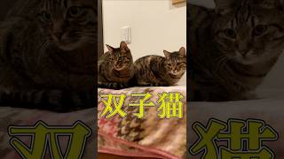 凄い似ている双子の姉妹猫