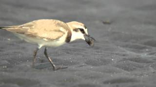 Kentish Plover　シロチドリ