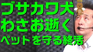 ブサカワ犬 わさお逝く！ペットを守る終活