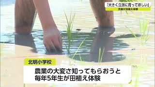 白石町の児童がもち米の田植えに挑戦　\