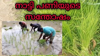 ನಾಟಿ/നെല്ല് കൃഷിയുടെ സന്തോഷം/Paddy cultivation/Lal's Food World