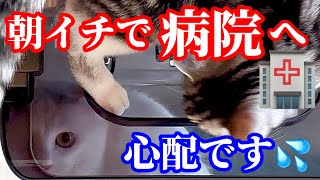 【緊急動画】飼い猫を病院へ連れて行きました