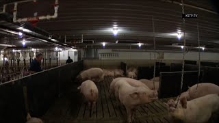 Virus affecting US meat processing plants