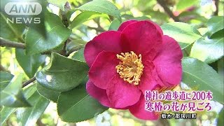 寒椿の花が見ごろ　3月初めまで　栃木・那珂川町(15/01/26)