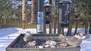 Canada Jays Nibble On Scraps On The Ontario FeederWatch Cam – Jan 19, 2025