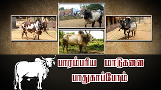 Erode : HipHop Thamizha's AET College Cow Awareness Exihibition | Polimer News