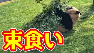 アドベンチャーワールド🐼パンダ彩浜🌈腹減り豪快社長食べ🤣【Giant Panda】