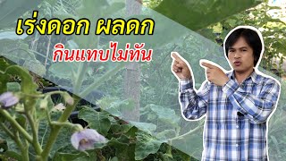 สูตรเร่งดอก ลูกดก กินแทบไม่ทันเลยเชียว | เกษตรกรชาวบ้าน