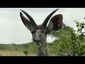 south africa kudu antelope kruger national park hd video