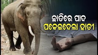 Man-Animal Conflict- 3 Persons Killed In Elephant Attack In Odisha