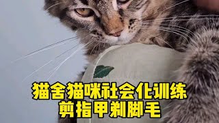 快速给猫咪剪指甲剃脚毛的小技巧