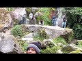 lhasa waterfall gangtok👌best waterfall in gangtok .must watch place in gangtok 🏔️🗻