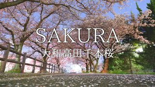 【高田千本桜】に行ってきた！ドラレコ\u0026大中公園 夜桜散歩🌸奈良県大和高田市