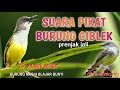 SUARA PIKAT BURUNG CIBLEK ( prenjak jali )