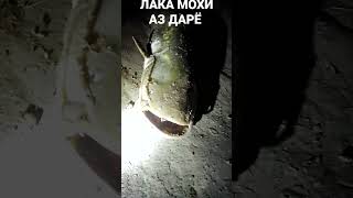 ЛАКА МОХИ АЗ ДАРЁ. Н. ПАНЧ ДЕХАИ 15 СОЛА.