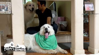 夕立の雷がとっても怖かったルンルンと側を離れないアランです　Great Pyrenees　グレートピレニーズ