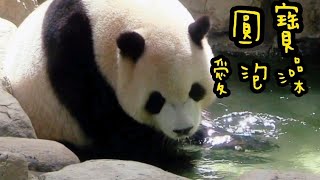 圓寶愛泡澡，圓寶泡澡最文靜🤣|熊貓貓熊The Giant Panda Yuan Yuan and Yuan Bao|台北市立動物園