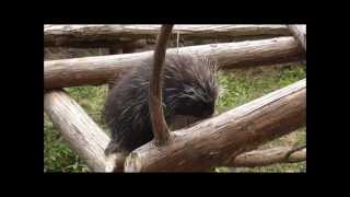 カナダヤマアラシお食事中（のいち動物園）North American Porcupine Having Lunch