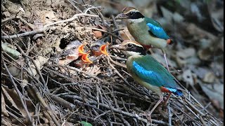 팔색조(Pitta Nympha) 4K 허종태 나그네