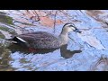 カルガモ spot billed duck anas zonorhyncha ducks