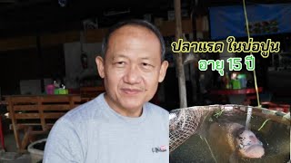 ปลาแรดในบ่อปูน​อายุ​ 15​ ปี​