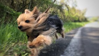 お元気ですか？9歳のお散歩大好きヨーキーまだまだ元気です🐶Yorkshire terrier and Japanese landscape