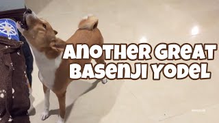 Another Great Basenji Yodel