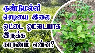 குண்டுமல்லி செடி  இலை ஓட்டை ஓட்டையாக இருக்க காரணம் என்ன?