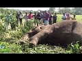 injured elephant