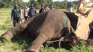 Injured Elephant !