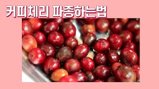 커피체리파종하기 (커피씨앗파종하는법)