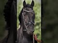 🙌🏻 subscribe рекомендации equestrian horse рек horseing лошади конныйспорт кони fyp