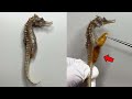 What's Surprising Inside a Seahorse's Belly? | Seahorse Dissection