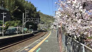 桜の名所  河内堅上駅を221系快速が通過