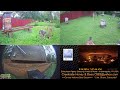 24/8/16 Suburban Back Yard Bee Hive Security Feed & More - Indianapolis, IN