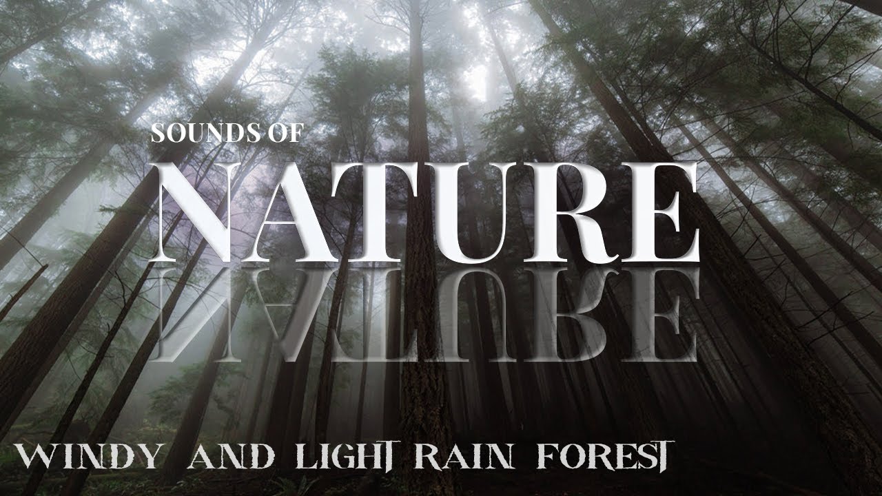 Wind Blowing Through Forest With Light Rain Wind Sound Relaxation