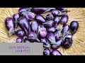 Suma’s Garden | Our brinjal harvest