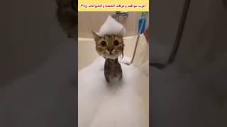 أغرب مواقف وحركات القطط والحيوانات ج ٣٥🐕🐈💯💥🐯