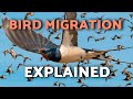 Why Do Birds Migrate? 🐦 | Examples of MIGRATORY BIRDS