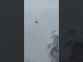 little egret flying above roadside at dusk in late february avian birds nature