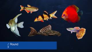 Tetra® Brand — Introduction to Tropical Fish